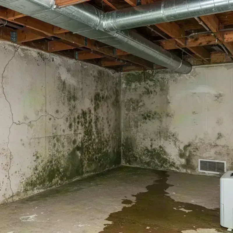 Professional Mold Removal in Wyoming, IL